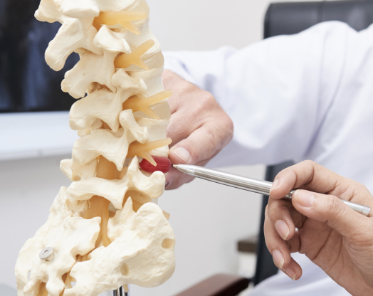 Researchers look closely at a medical model of the spine.