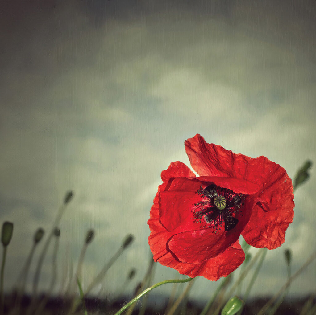 Remembrance Poppy